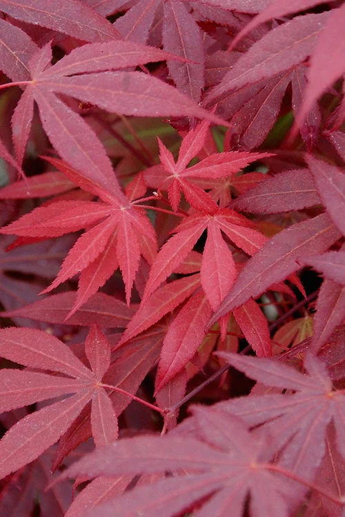 Red Japanese Maple - Acer Palmatum 'Atropurpureum' - 1 Gallon Pot 9 Red Japanese Maple - Acer Palmatum 'Atropurpureum' - 1 Gallon Pot - Image 7