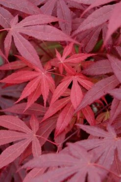 Red Japanese Maple - Acer Palmatum 'Atropurpureum' - 1 Gallon Pot -Wilson Bros Garden Japanese Maple Atropurpureum 4