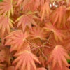 Autumn Moon Japanese Maple - 7 Gallon Pot -Wilson Bros Garden Japanese Maple Autumn Moon 2 1