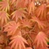 Autumn Moon Japanese Maple - 5 Gallon Pot (3-4') -Wilson Bros Garden Japanese Maple Autumn Moon 2 4