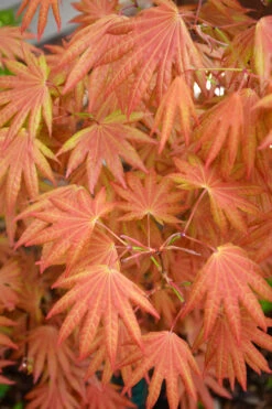 Autumn Moon Japanese Maple - 1 Gallon Pot