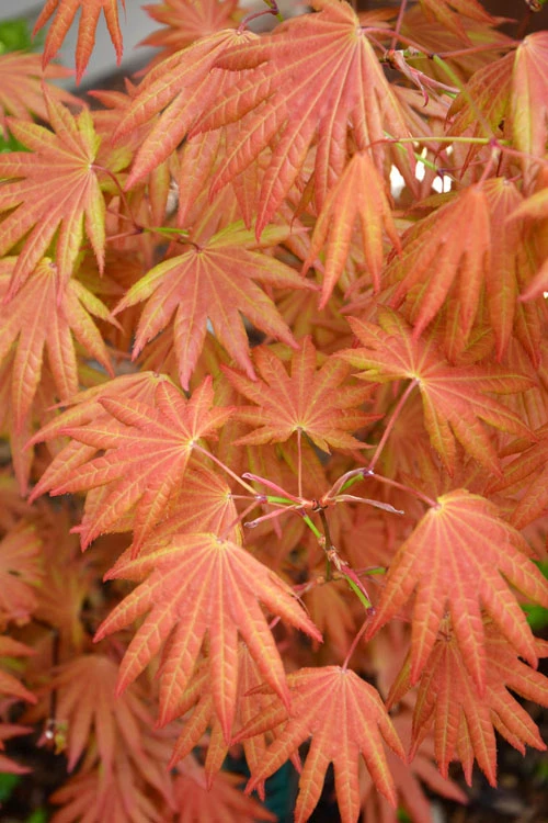 Autumn Moon Japanese Maple - 1 Gallon Pot 3 Autumn Moon Japanese Maple - 1 Gallon Pot
