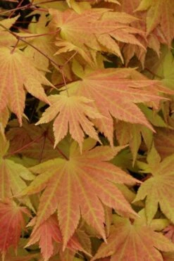 Autumn Moon Japanese Maple - 5 Gallon Pot (3-4') -Wilson Bros Garden Japanese Maple Autumn Moon 3 4