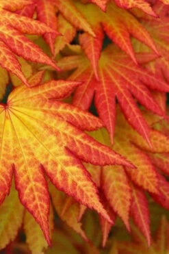 Autumn Moon Japanese Maple - 3 Gallon Pot (2-2.5') 13 Autumn Moon Japanese Maple - 3 Gallon Pot (2-2.5') -Wilson Bros Garden Japanese Maple Autumn Moon 4 3