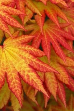 Autumn Moon Japanese Maple - 5 Gallon Pot (3-4') -Wilson Bros Garden Japanese Maple Autumn Moon 4 4