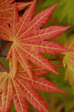 Autumn Moon Japanese Maple - 2.5 Quart Pot -Wilson Bros Garden Japanese Maple Autumn Moon 5 8