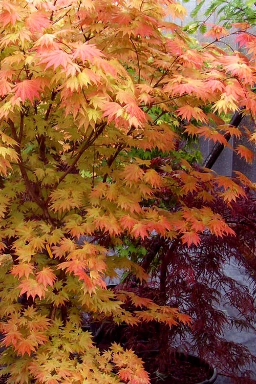 Autumn Moon Japanese Maple - 7 Gallon Pot 9 Autumn Moon Japanese Maple - 7 Gallon Pot - Image 7
