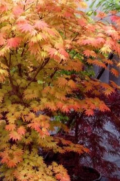 Autumn Moon Japanese Maple - 2 Gallon Pot -Wilson Bros Garden Japanese Maple Autumn Moon 7