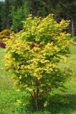 Beni Kawa Coral Bark Japanese Maple - 3 Gallon Pot -Wilson Bros Garden Japanese Maple Beni Kawa 1 3