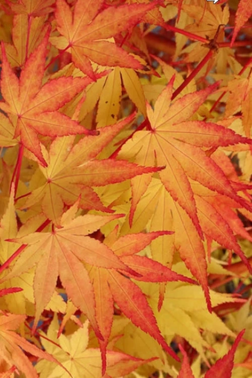 Beni Kawa Coral Bark Japanese Maple - 1 Gallon Pot 6 Beni Kawa Coral Bark Japanese Maple - 1 Gallon Pot - Image 4