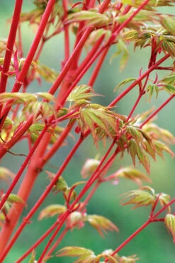 Beni Kawa Coral Bark Japanese Maple - 7 Gallon Pot