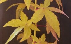 Bihou Yellow Bark Japanese Maple - 3 Gallon Pot 11 Bihou Yellow Bark Japanese Maple - 3 Gallon Pot -Wilson Bros Garden Japanese Maple Bihou Yellow Bark