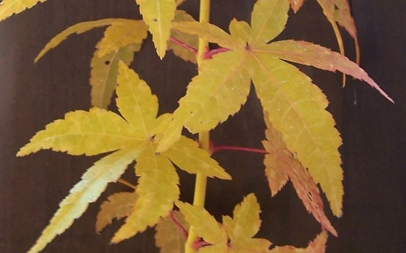 Bihou Yellow Bark Japanese Maple - 3 Gallon Pot 6 Bihou Yellow Bark Japanese Maple - 3 Gallon Pot - Image 4