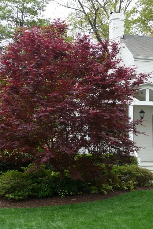 Bloodgood Red Leaf Japanese Maple - 5 Gallon Pot (6-7') 6 Bloodgood Red Leaf Japanese Maple - 5 Gallon Pot (6-7') - Image 4