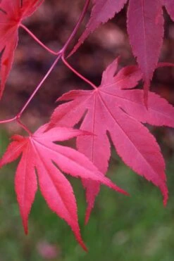 Bloodgood Red Leaf Japanese Maple - 5 Gallon Pot (4-5') -Wilson Bros Garden Japanese Maple Boodgood 22 1