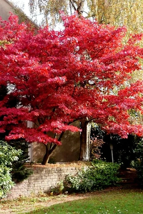 Bloodgood Red Leaf Japanese Maple - 5 Gallon Pot (6-7') 8 Bloodgood Red Leaf Japanese Maple - 5 Gallon Pot (6-7') - Image 6