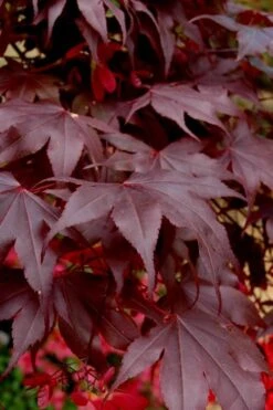 Bloodgood Red Leaf Japanese Maple - 5 Gallon Pot (6-7') 13 Bloodgood Red Leaf Japanese Maple - 5 Gallon Pot (6-7') -Wilson Bros Garden Japanese Maple Boodgood 24 3