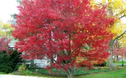 Burgundy Lace Japanese Maple - 5 Gallon Pot 11 Burgundy Lace Japanese Maple - 5 Gallon Pot -Wilson Bros Garden Japanese Maple Burgundy Lace 1