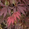 Burgundy Lace Japanese Maple - 5 Gallon Pot 2 Burgundy Lace Japanese Maple - 5 Gallon Pot -Wilson Bros Garden Japanese Maple Burgundy Lace 2