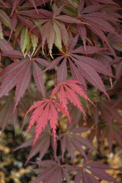 Burgundy Lace Japanese Maple - 5 Gallon Pot