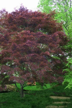 Burgundy Lace Japanese Maple - 5 Gallon Pot 10 Burgundy Lace Japanese Maple - 5 Gallon Pot -Wilson Bros Garden Japanese Maple Burgundy Lace 4