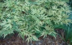 Butterfly Japanese Maple - 5 Gallon Pot 15 Butterfly Japanese Maple - 5 Gallon Pot -Wilson Bros Garden Japanese Maple Butterfly 3