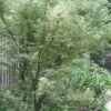Butterfly Japanese Maple - 5 Gallon Pot -Wilson Bros Garden Japanese Maple Butterfly 5 1