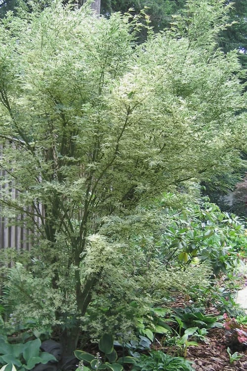 Butterfly Japanese Maple - 5 Gallon Pot 3 Butterfly Japanese Maple - 5 Gallon Pot