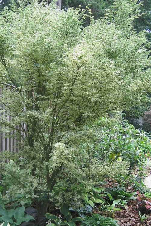 Butterfly Japanese Maple - 2.5 Quart Pot 9 Butterfly Japanese Maple - 2.5 Quart Pot - Image 7