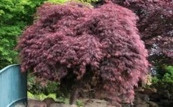 Crimson Queen Dwarf Japanese Maple (High Graft Tree Form) - 1 Gallon Pot -Wilson Bros Garden Japanese Maple Crimson Queen 22 4