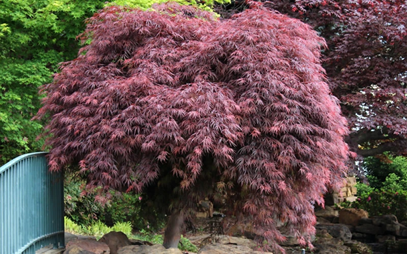 Crimson Queen Dwarf Japanese Maple (High Graft Tree Form) - 1 Gallon Pot (2-2.5') 9 Crimson Queen Dwarf Japanese Maple (High Graft Tree Form) - 1 Gallon Pot (2-2.5') - Image 7