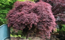 Crimson Queen Dwarf Japanese Maple (High Graft Tree Form) - 3 Gallon Pot -Wilson Bros Garden Japanese Maple Crimson Queen 22 8