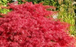 Crimson Queen Dwarf Japanese Maple (High Graft Tree Form) - 2 Gallon Pot -Wilson Bros Garden Japanese Maple Crimson Queen 51