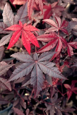Emperor 1 Japanese Maple - 5 Gallon Pot (4'-5') -Wilson Bros Garden Japanese Maple Emperor 1 500x750 3