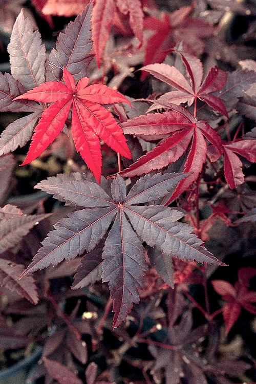 Emperor 1 Japanese Maple - 7 Gallon Pot (5-6') 6 Emperor 1 Japanese Maple - 7 Gallon Pot (5-6') - Image 4