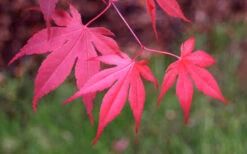 Bloodgood Red Leaf Japanese Maple - 2 Gallon Pot 16 Bloodgood Red Leaf Japanese Maple - 2 Gallon Pot -Wilson Bros Garden Japanese Maple Fall Color 1