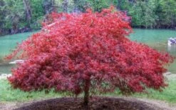 Firefall Lace Leaf Japanese Maple - 1 Gallon Pot -Wilson Bros Garden Japanese Maple Firefall 1 2