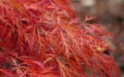 Firefall Lace Leaf Japanese Maple - 1 Gallon Pot -Wilson Bros Garden Japanese Maple Firefall 2 2