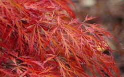 Firefall Lace Leaf Japanese Maple - 5 Gallon Pot -Wilson Bros Garden Japanese Maple Firefall 2