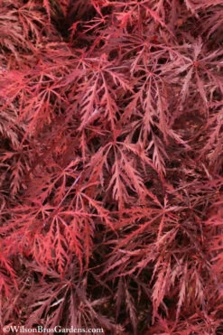 Firefall Lace Leaf Japanese Maple - 5 Gallon Pot -Wilson Bros Garden Japanese Maple Firefall 3