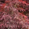 Firefall Lace Leaf Japanese Maple - 5 Gallon Pot -Wilson Bros Garden Japanese Maple Firefall 4