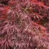 Firefall Lace Leaf Japanese Maple - 1 Gallon Pot 2 Firefall Lace Leaf Japanese Maple - 1 Gallon Pot -Wilson Bros Garden Japanese Maple Firefall 4 2
