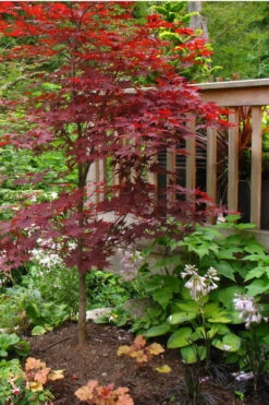 Fireglow Red Leaf Japanese Maple - 3 Gallon Pot (4-5') 13 Fireglow Red Leaf Japanese Maple - 3 Gallon Pot (4-5') -Wilson Bros Garden Japanese Maple Fireglow 500x750 10