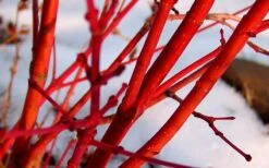 Little Sango Dwarf Coral Bark Japanese Maple - 5 Gallon Pot -Wilson Bros Garden Japanese Maple Fjellheim 2 1