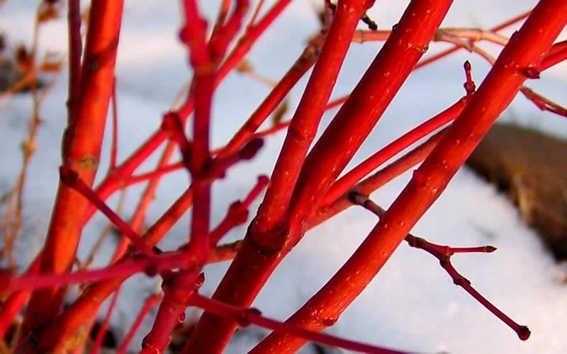 Little Sango' Dwarf Coral Bark Japanese Maple - 5 Gallon Pot 10 Little Sango' Dwarf Coral Bark Japanese Maple - 5 Gallon Pot - Image 8