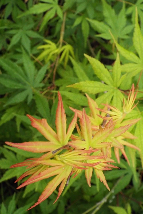 Glowing Embers Japanese Maple - 7 Gallon Pot (7'+) 7 Glowing Embers Japanese Maple - 7 Gallon Pot (7'+) - Image 5