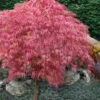 Hana Matoi Pink Leaf Japanese Maple - Acer Palmatum - 5 Gallon Pot -Wilson Bros Garden Japanese Maple Hana Matoi 10