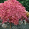 Hana Matoi Pink Leaf Japanese Maple (Acer Palmatum) (High Graft Tree Form) - 1 Gallon Pot -Wilson Bros Garden Japanese Maple Hana Matoi 10 6