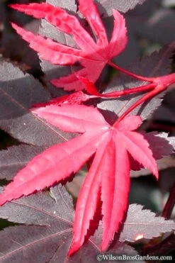 Red 'N Summer Japanese Maple - Acer Palmatum 'Hefner's Red' - 1 Gallon Pot -Wilson Bros Garden Japanese Maple Hefners Red 20