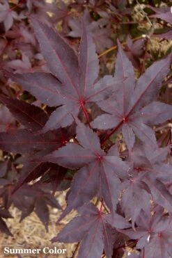 Red 'N Summer Japanese Maple - Acer Palmatum 'Hefner's Red' - 3 Gallon Pot -Wilson Bros Garden Japanese Maple Hefners Red 21 1